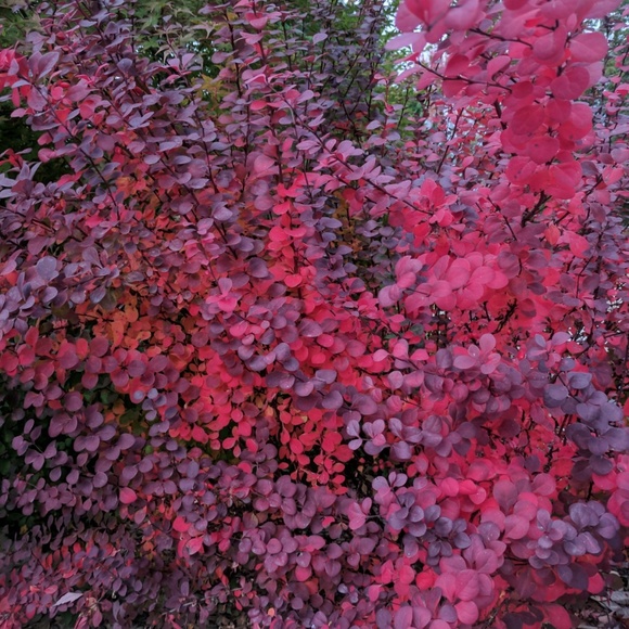 Meet your Posher, Mary - Picture 1 of 5